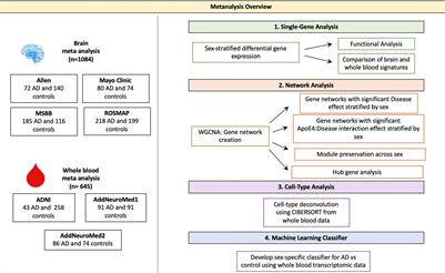 Sex-Specific Cross Tissue Meta-Analysis Identifies Immune Dysregulation in Women With Alzheimer’s Disease